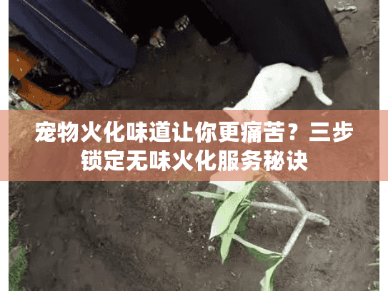 宠物火化味道让你更痛苦？三步锁定无味火化服务秘诀