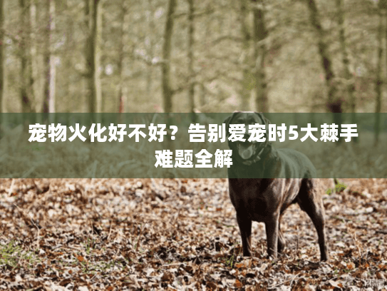 宠物火化好不好？告别爱宠时5大棘手难题全解