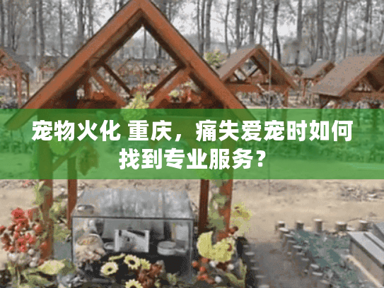 宠物火化 重庆，痛失爱宠时如何找到专业服务？