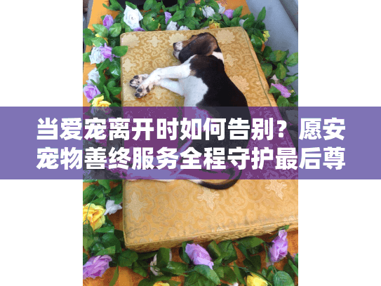 当爱宠离开时如何告别？愿安宠物善终服务全程守护最后尊严
