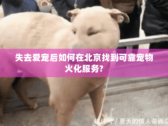 失去爱宠后如何在北京找到可靠宠物火化服务?