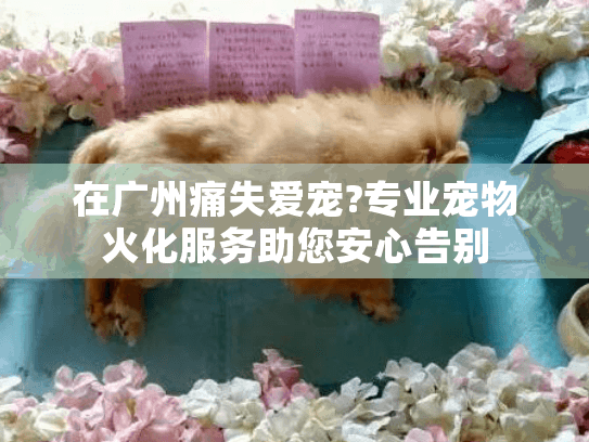在广州痛失爱宠?专业宠物火化服务助您安心告别