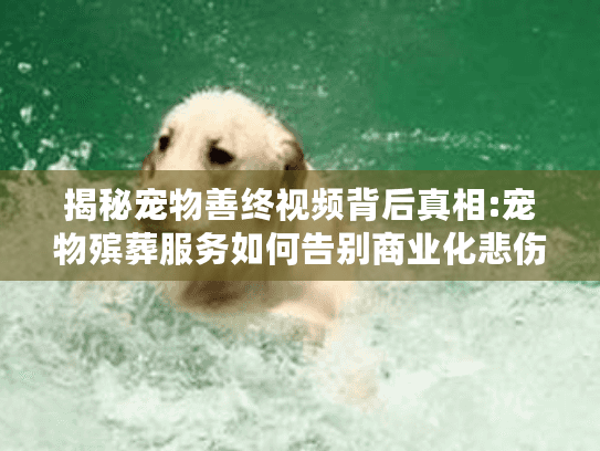揭秘宠物善终视频背后真相:宠物殡葬服务如何告别商业化悲伤?