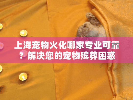 上海宠物火化哪家专业可靠？解决您的宠物殡葬困惑