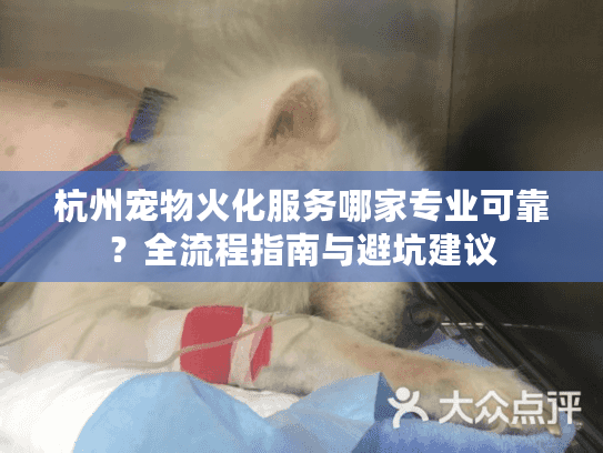 杭州宠物火化服务哪家专业可靠？全流程指南与避坑建议