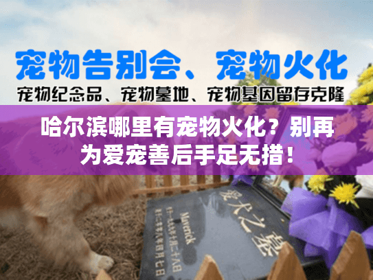 哈尔滨哪里有宠物火化？别再为爱宠善后手足无措！