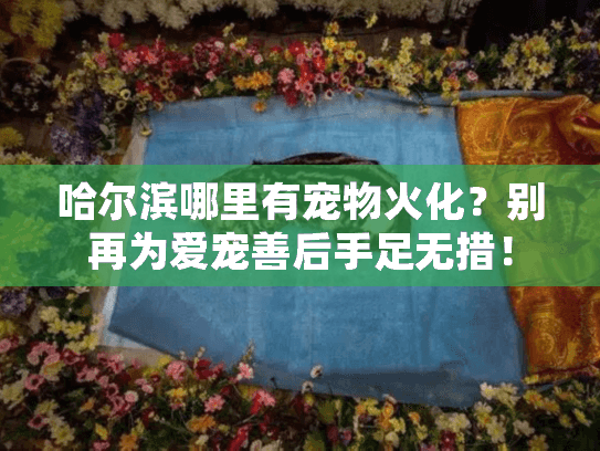 哈尔滨哪里有宠物火化？别再为爱宠善后手足无措！