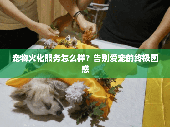 宠物火化服务怎么样？告别爱宠的终极困惑