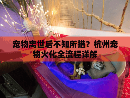 宠物离世后不知所措？杭州宠物火化全流程详解