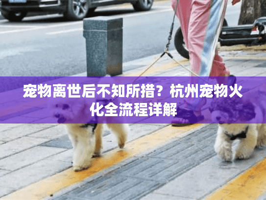 宠物离世后不知所措？杭州宠物火化全流程详解