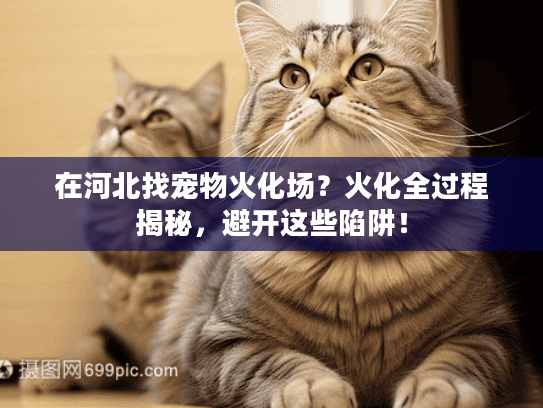 在河北找宠物火化场?火化全过程揭秘,避开这些陷阱! 在河北找宠物火化场?火化全过程揭秘,避开这些陷阱!