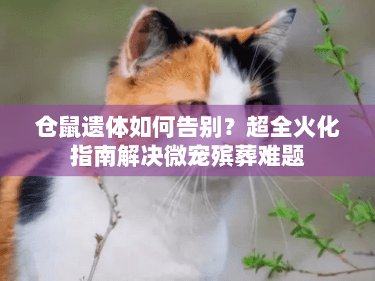 仓鼠遗体如何告别？超全火化指南解决微宠殡葬难题