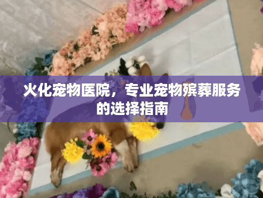 火化宠物医院，专业宠物殡葬服务的选择指南