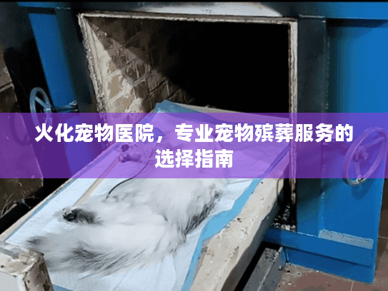 火化宠物医院，专业宠物殡葬服务的选择指南