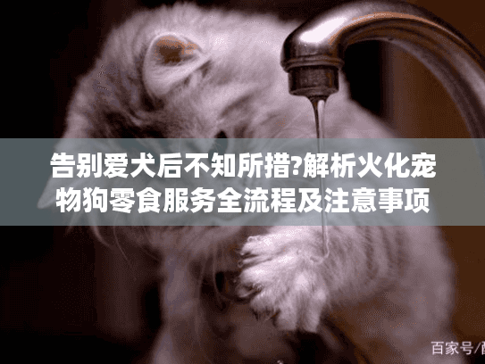 告别爱犬后不知所措?解析火化宠物狗零食服务全流程及注意事项