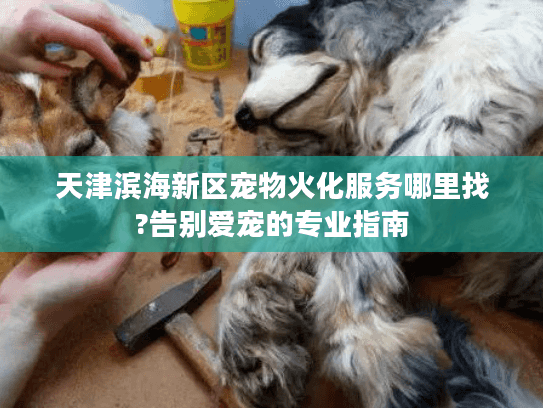 天津滨海新区宠物火化服务哪里找?告别爱宠的专业指南