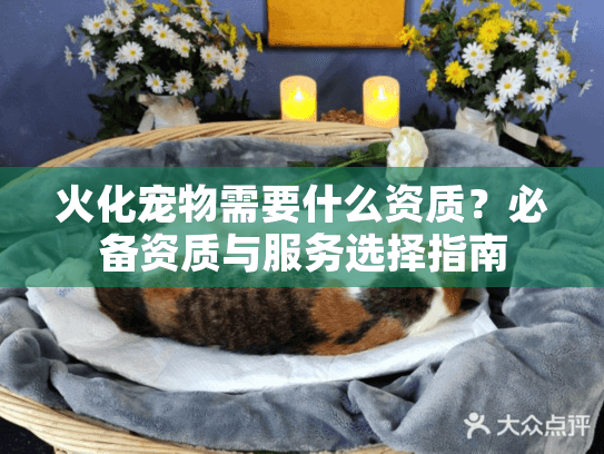 火化宠物需要什么资质？必备资质与服务选择指南