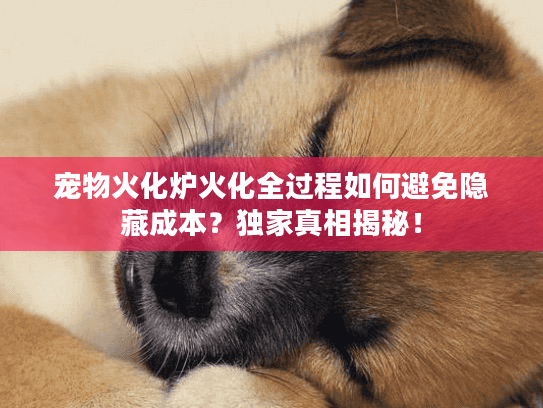 宠物火化炉火化全过程如何避免隐藏成本？独家真相揭秘！