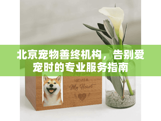 北京宠物善终机构，告别爱宠时的专业服务指南