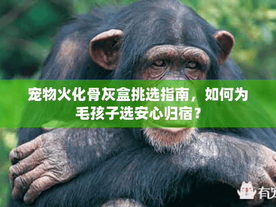 宠物火化骨灰盒挑选指南，如何为毛孩子选安心归宿？
