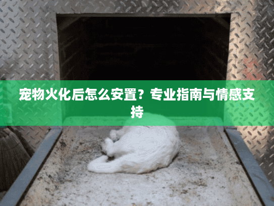 宠物火化后怎么安置？专业指南与情感支持