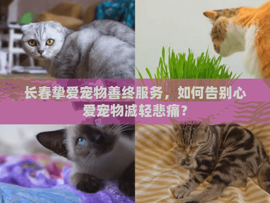 长春挚爱宠物善终服务，如何告别心爱宠物减轻悲痛？