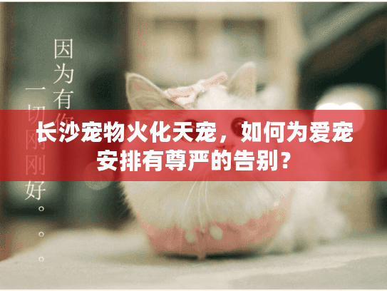 长沙宠物火化天宠，如何为爱宠安排有尊严的告别？