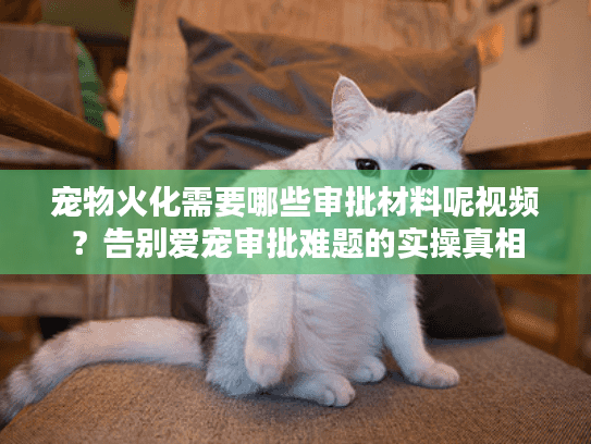 宠物火化需要哪些审批材料呢视频？告别爱宠审批难题的实操真相