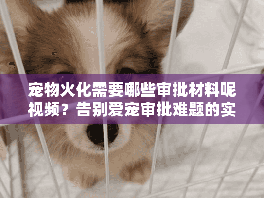 宠物火化需要哪些审批材料呢视频？告别爱宠审批难题的实操真相