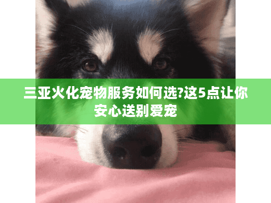 三亚火化宠物服务如何选?这5点让你安心送别爱宠