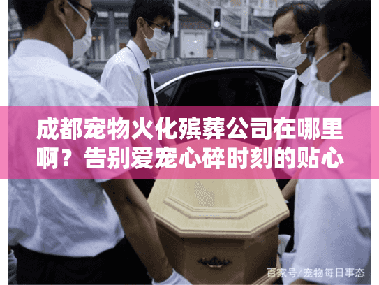 成都宠物火化殡葬公司在哪里啊?告别爱宠心碎时刻的贴心指南 成都宠物火化殡葬公司在哪里啊?告别爱宠心碎时刻的贴心指南