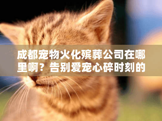 成都宠物火化殡葬公司在哪里啊?告别爱宠心碎时刻的贴心指南 成都宠物火化殡葬公司在哪里啊?告别爱宠心碎时刻的贴心指南