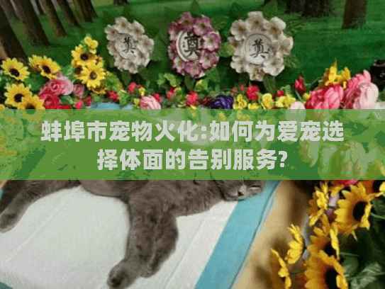 蚌埠市宠物火化:如何为爱宠选择体面的告别服务?