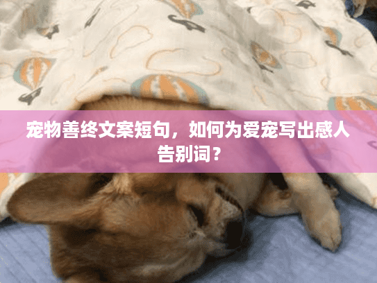 宠物善终文案短句，如何为爱宠写出感人告别词？