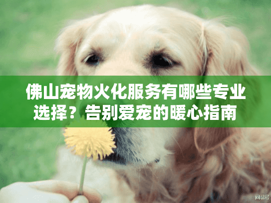 佛山宠物火化服务有哪些专业选择？告别爱宠的暖心指南