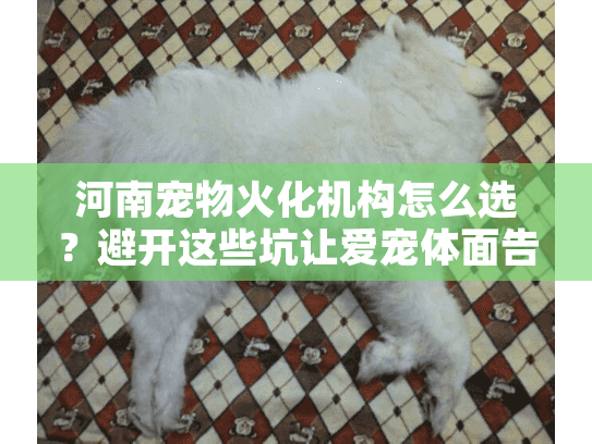 河南宠物火化机构怎么选？避开这些坑让爱宠体面告别