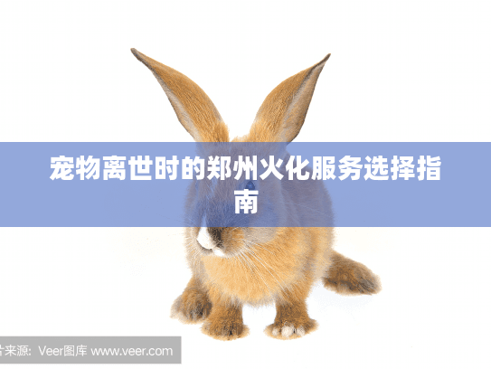 宠物离世时的郑州火化服务选择指南