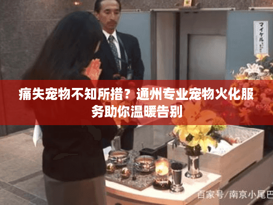 痛失宠物不知所措？通州专业宠物火化服务助你温暖告别