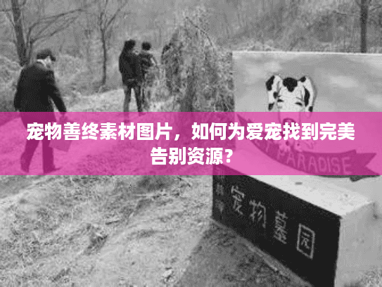 宠物善终素材图片，如何为爱宠找到完美告别资源？