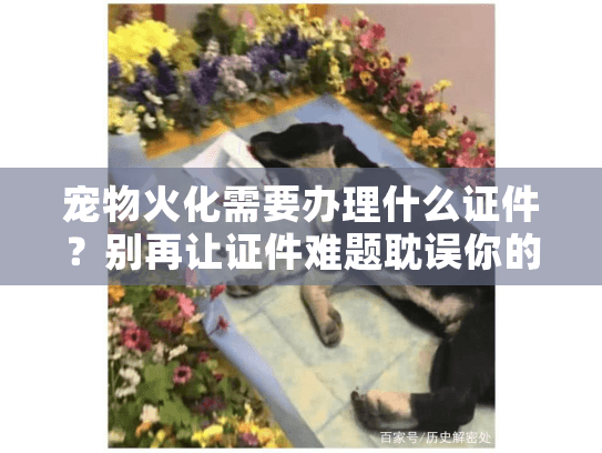 宠物火化需要办理什么证件？别再让证件难题耽误你的告别时刻！