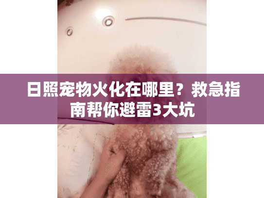 日照宠物火化在哪里？救急指南帮你避雷3大坑