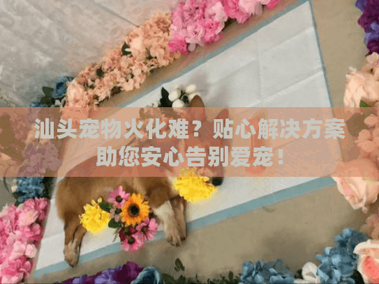 汕头宠物火化难？贴心解决方案助您安心告别爱宠！