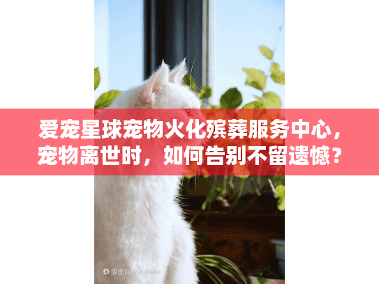 爱宠星球宠物火化殡葬服务中心，宠物离世时，如何告别不留遗憾？