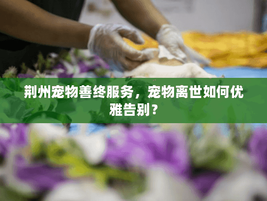 荆州宠物善终服务，宠物离世如何优雅告别？