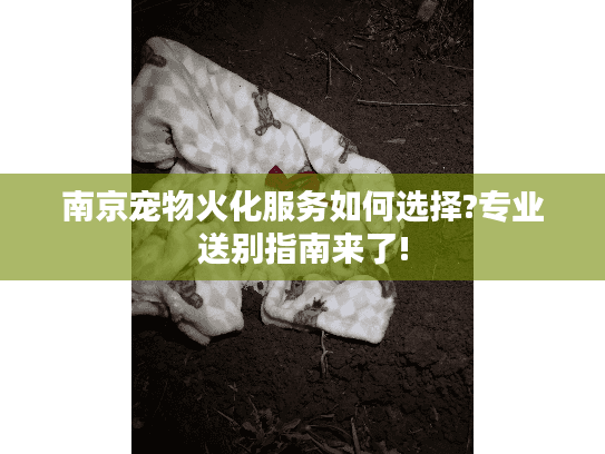 南京宠物火化服务如何选择?专业送别指南来了!