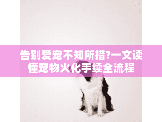 告别爱宠不知所措?一文读懂宠物火化手续全流程