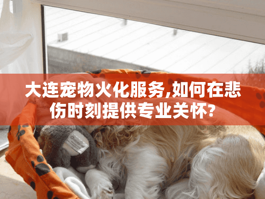 大连宠物火化服务,如何在悲伤时刻提供专业关怀?