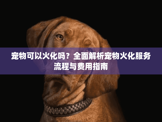 宠物可以火化吗？全面解析宠物火化服务流程与费用指南
