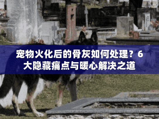 宠物火化后的骨灰如何处理？6大隐藏痛点与暖心解决之道