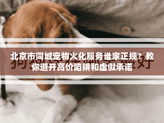北京市同城宠物火化服务谁家正规？教你避开高价陷阱和虚假承诺